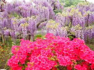 あしかがフラワーパークの花の写真です。