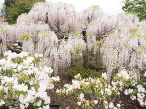 あしかがフラワーパークの花の写真です。