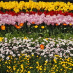 あしかがフラワーパーク：園内の花の写真です。