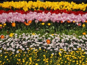 あしかがフラワーパーク：園内の花の写真です。