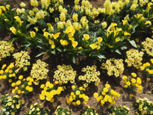 あしかがフラワーパーク：園内の花の写真です。