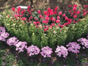 あしかがフラワーパーク：園内の花の写真です。