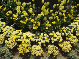 あしかがフラワーパーク：園内の花の写真です。