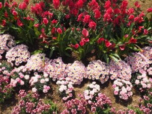 あしかがフラワーパーク：園内の花の写真です。