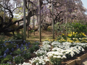 あしかがフラワーパーク：園内の花の写真です。