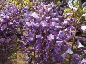 あしかがフラワーパーク：園内の花の写真です。
