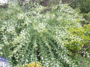 園内に咲く花の写真です。