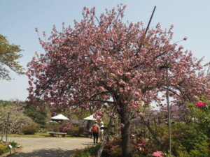 あしかがフラワーパーク：園内の花の写真です。