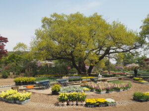 あしかがフラワーパーク：園内の花の写真です。