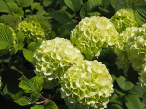 あしかがフラワーパーク：園内の花の写真です。