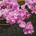 あしかがフラワーパーク：園内の花の写真です。