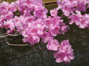 あしかがフラワーパーク：園内の花の写真です。