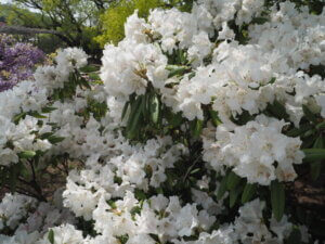 あしかがフラワーパーク：園内の花の写真です。