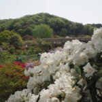 あしかがフラワーパーク：園内の花の写真です。