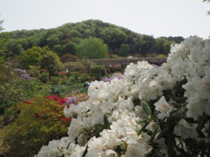 あしかがフラワーパーク：園内の花の写真です。