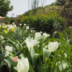 あしかがフラワーパーク：園内の花の写真です。