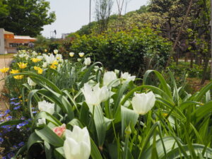 あしかがフラワーパーク：園内の花の写真です。