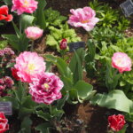 あしかがフラワーパーク：園内の花の写真です。