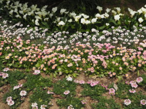 あしかがフラワーパーク：園内の花の写真です。