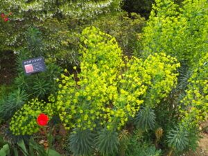 あしかがフラワーパーク：園内の花の写真です。
