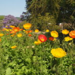 あしかがフラワーパーク：園内の花の写真です。