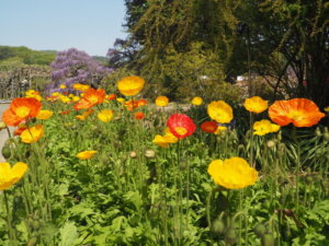 あしかがフラワーパーク：園内の花の写真です。