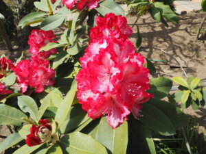 あしかがフラワーパーク：園内の花の写真です。