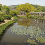 あしかがフラワーパーク：園内の花の写真です。