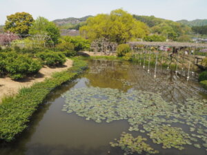 あしかがフラワーパーク：園内の花の写真です。