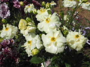 あしかがフラワーパーク：園内の花の写真です。