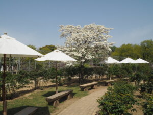 あしかがフラワーパーク：園内の花の写真です。