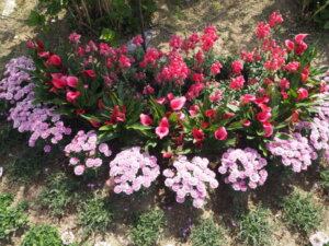 あしかがフラワーパーク：園内の花の写真です。