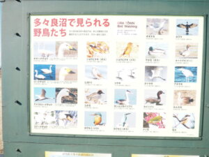 多々良沼で見られる野鳥の紹介看板の写真です。