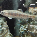 せせら：わたらせ淡水魚アルバムの写真です。