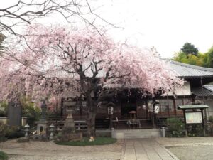 福厳寺花まつり：本堂と桜の写真です。