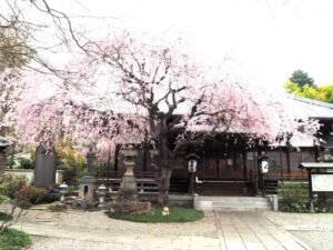 福厳寺の桜の写真です。