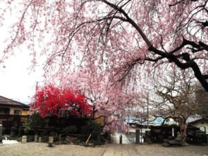 福厳寺の桜の写真です。