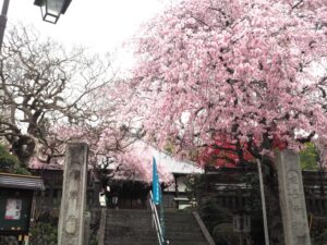 福厳寺の桜の写真です。