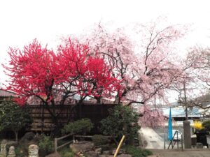 福厳寺の桜の写真です。