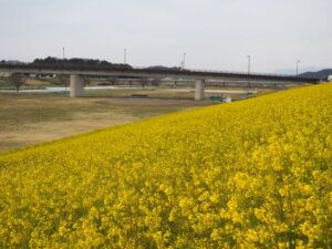 福寿大橋と菜の花の写真です。