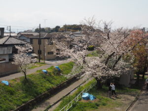袋川（千歳地区）桜の写真です。