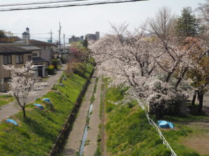 袋川（千歳地区）桜の写真です。