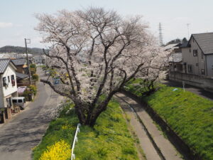 袋川（千歳地区）桜の写真です。