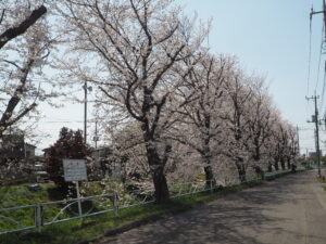 袋川（千歳地区）桜の写真です。