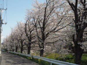 袋川（千歳地区）桜の写真です。