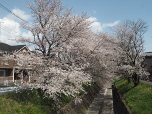 袋川（千歳地区）桜の写真です。