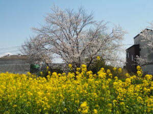 袋川（千歳地区）桜の写真です。