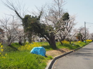 袋川（千歳地区）桜の写真です。