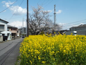 袋川（千歳地区）桜の写真です。