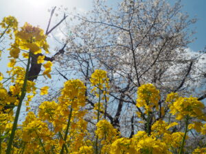 袋川（千歳地区）桜の写真です。